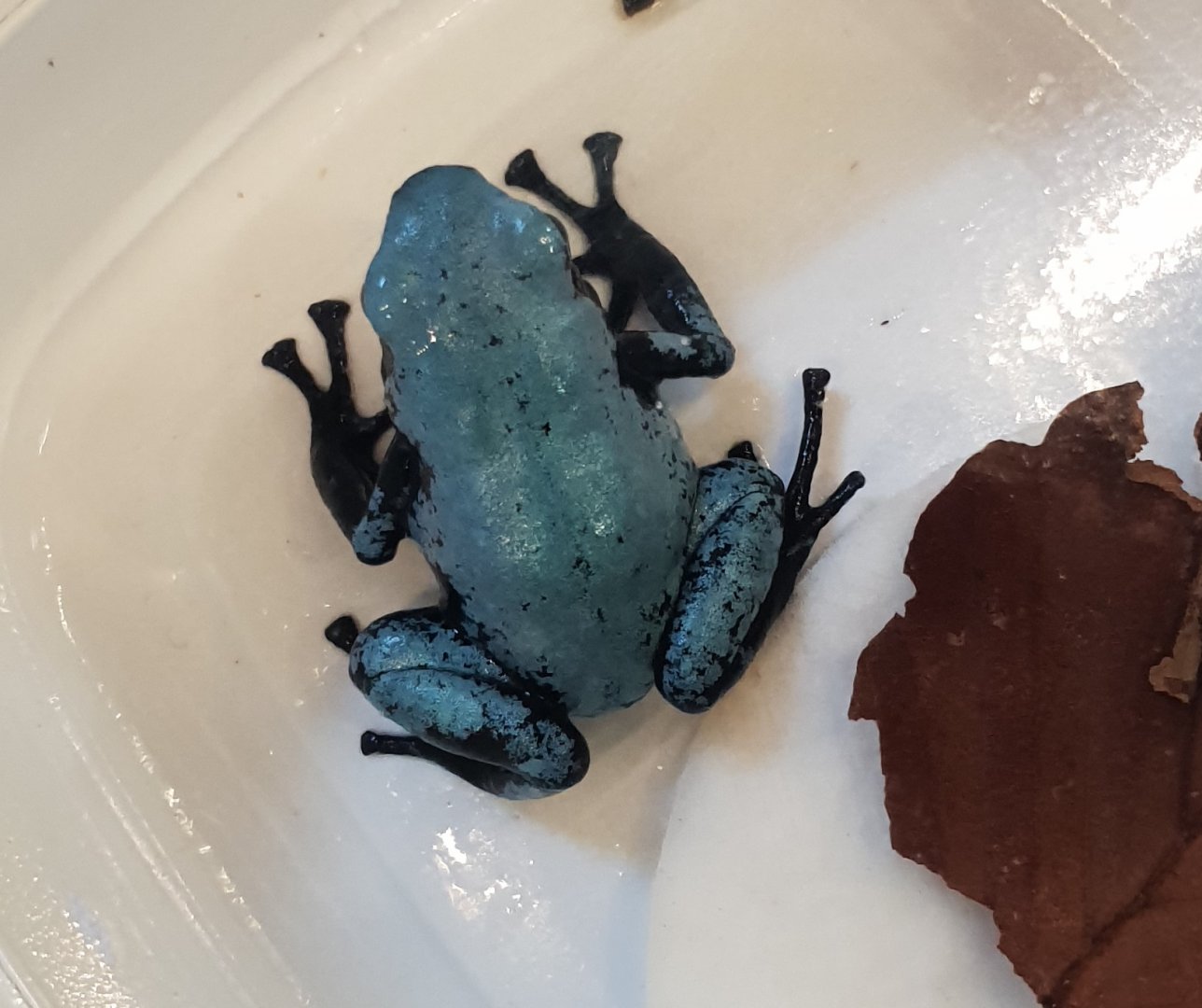 Adelphobates galactonotus