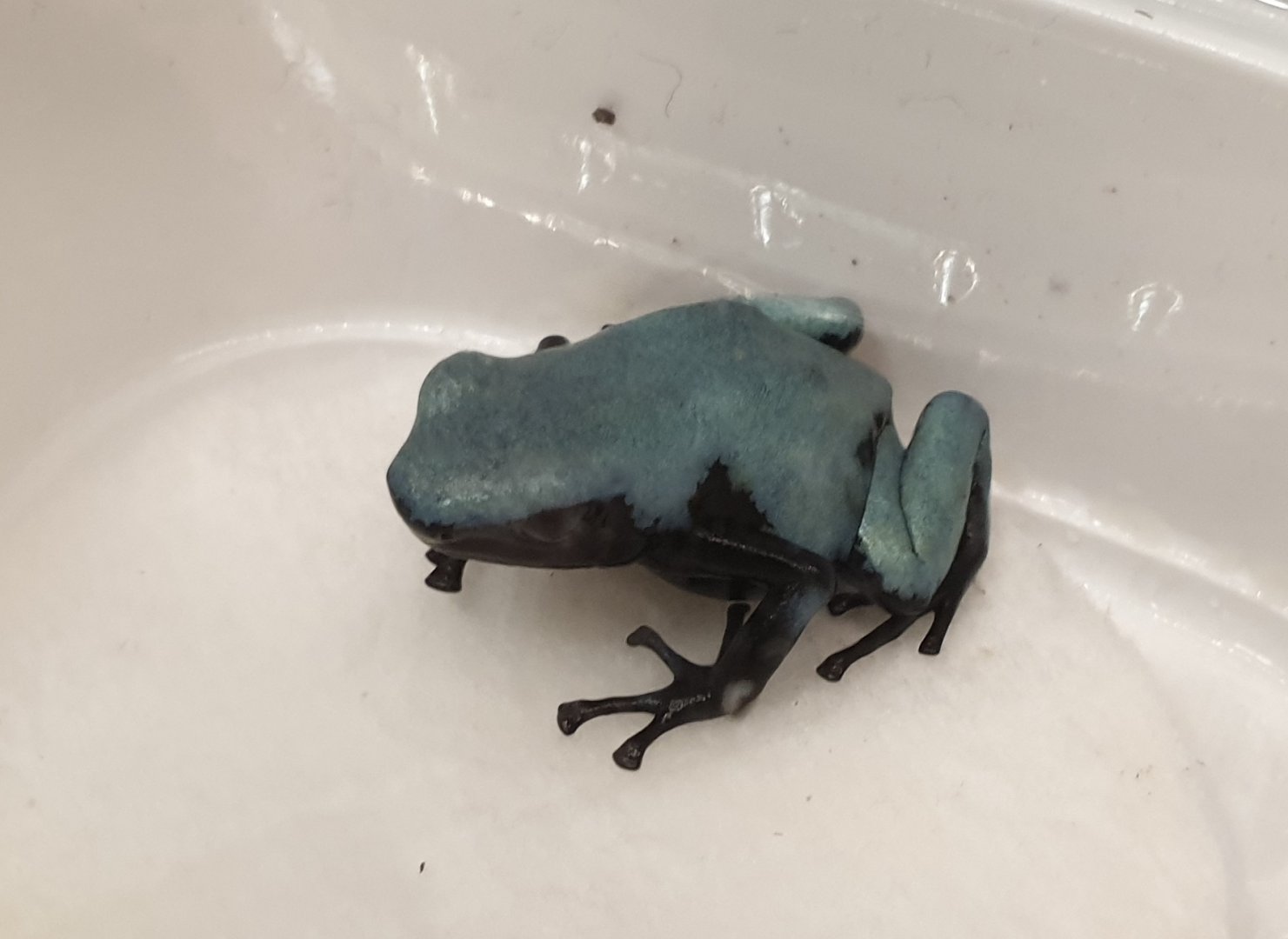 Adelphobates galactonotus