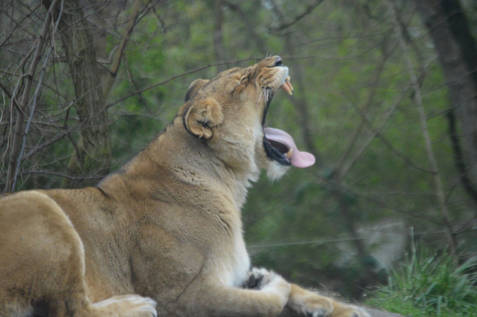 Adia mid-yawn, Panthera leo