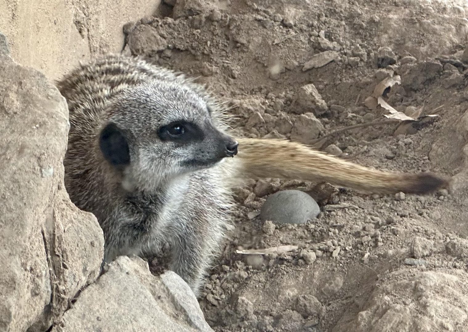 Adia (New Female Meerkat)