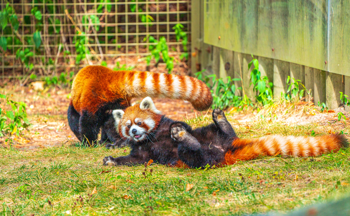 Adira the female Red Panda played with her father Suva