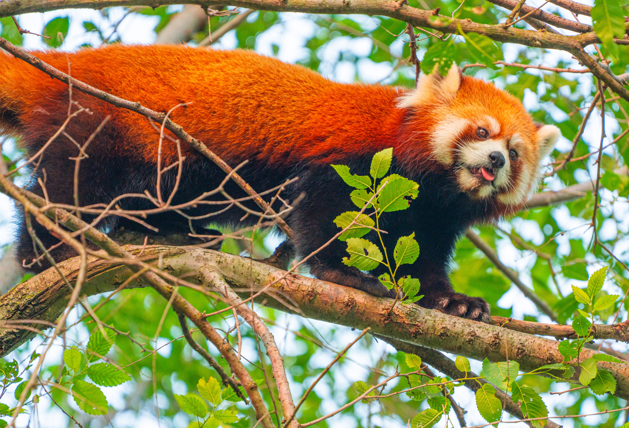 Adira the female Red Panda