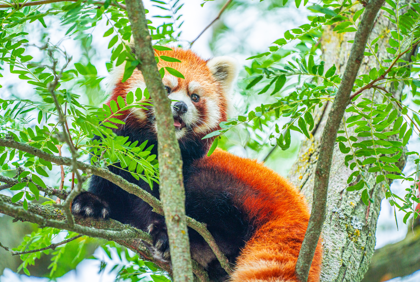 Adira the female Red Panda