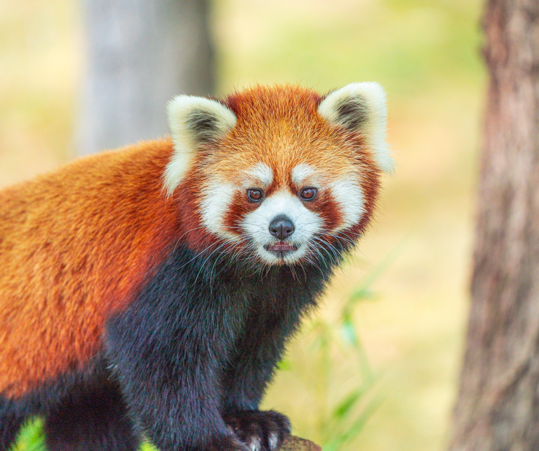 Adira the female Red Panda