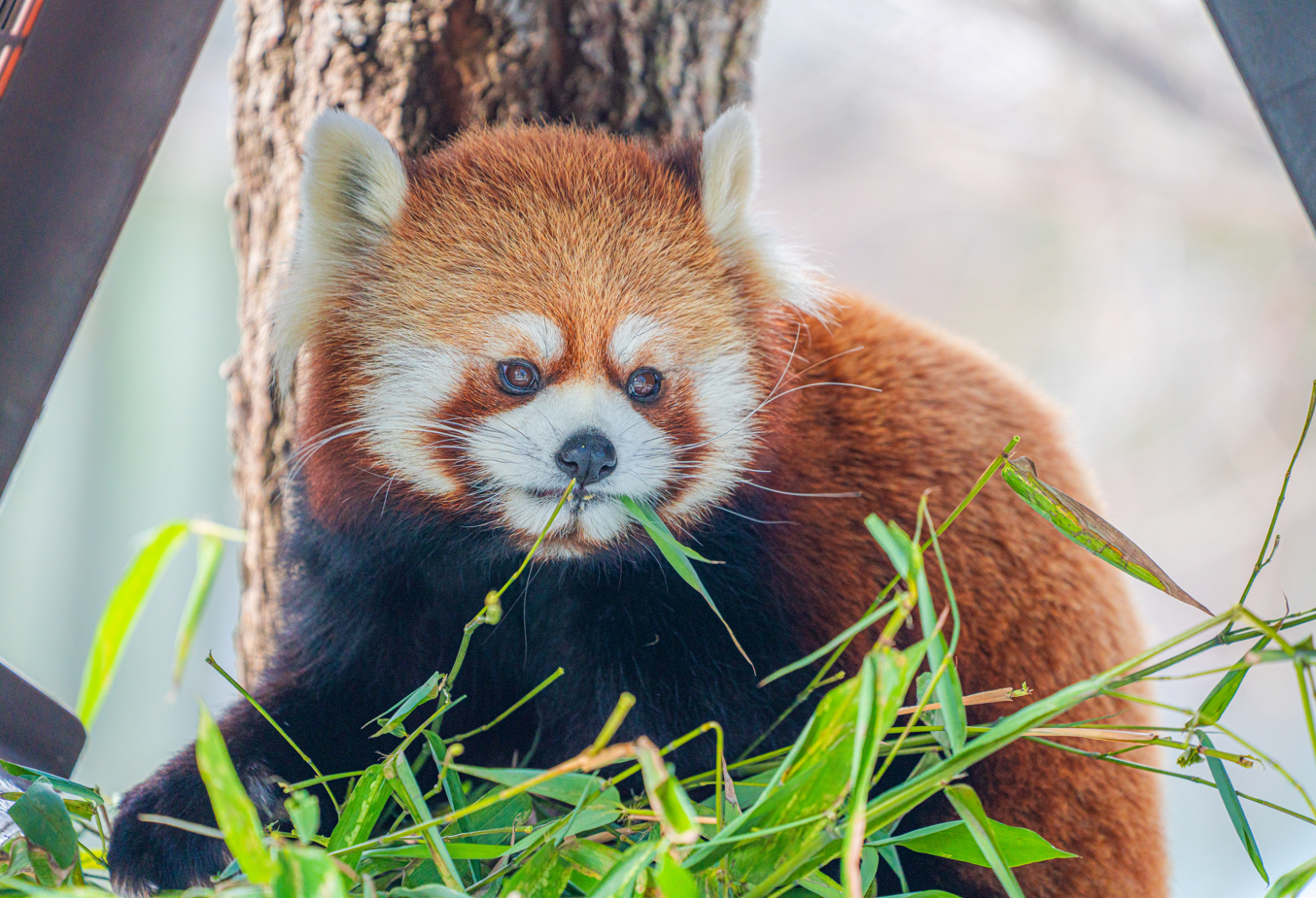 Adira the female Red Panda