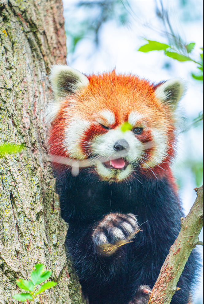 Adira the female Red Panda