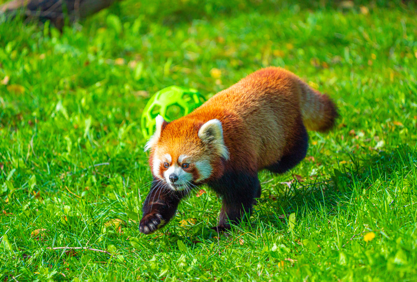 Adira the female Red Panda