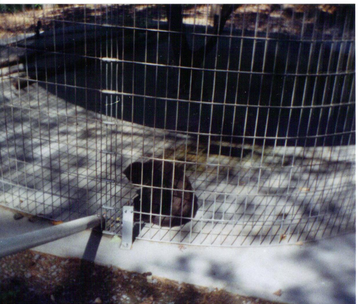 Adirondack animal land 90s