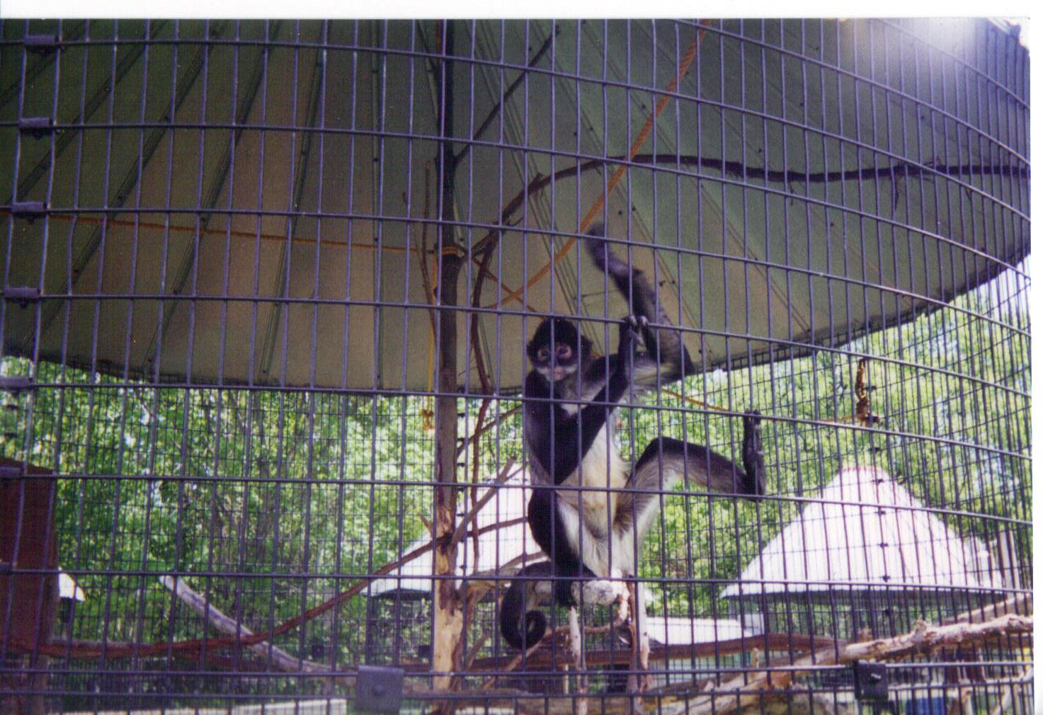 Adirondack animal land 90s