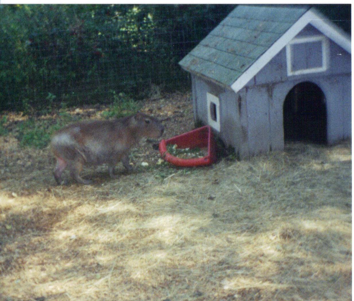 Adirondack animal land 90s