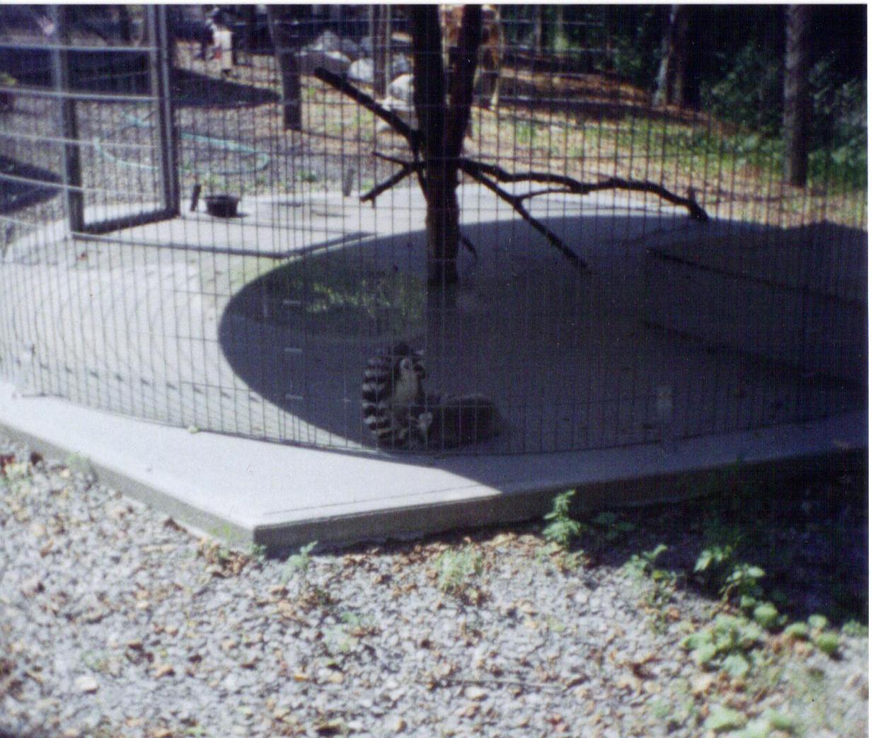 Adirondack animal land 90s