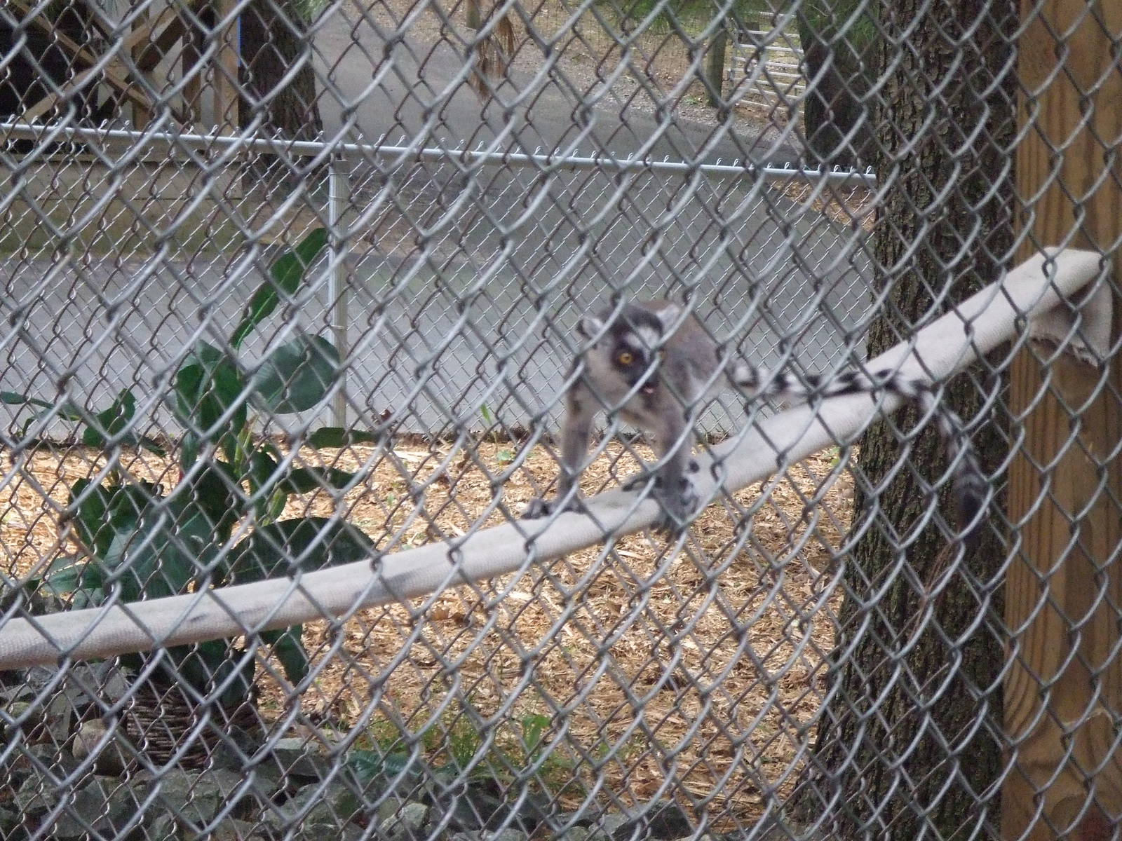 Adirondack animal land