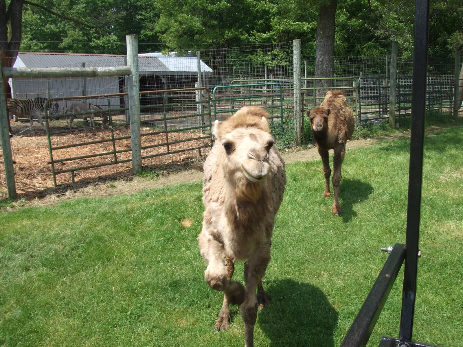 Adirondack animal land