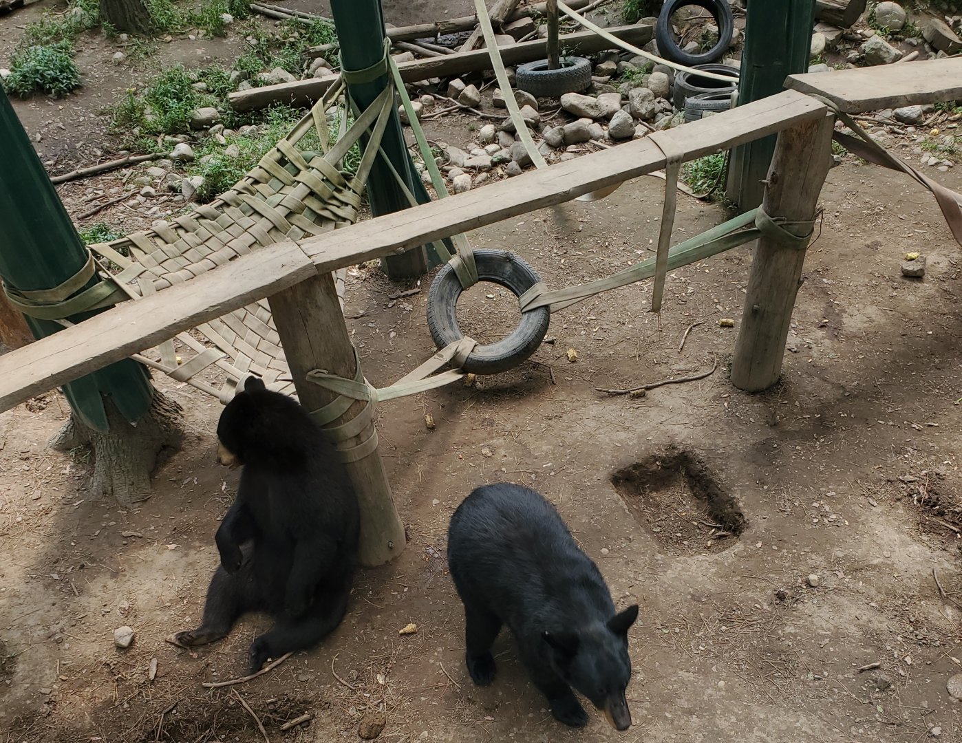 Adirondack Wildlife Refuge (2021) - American Black Bears