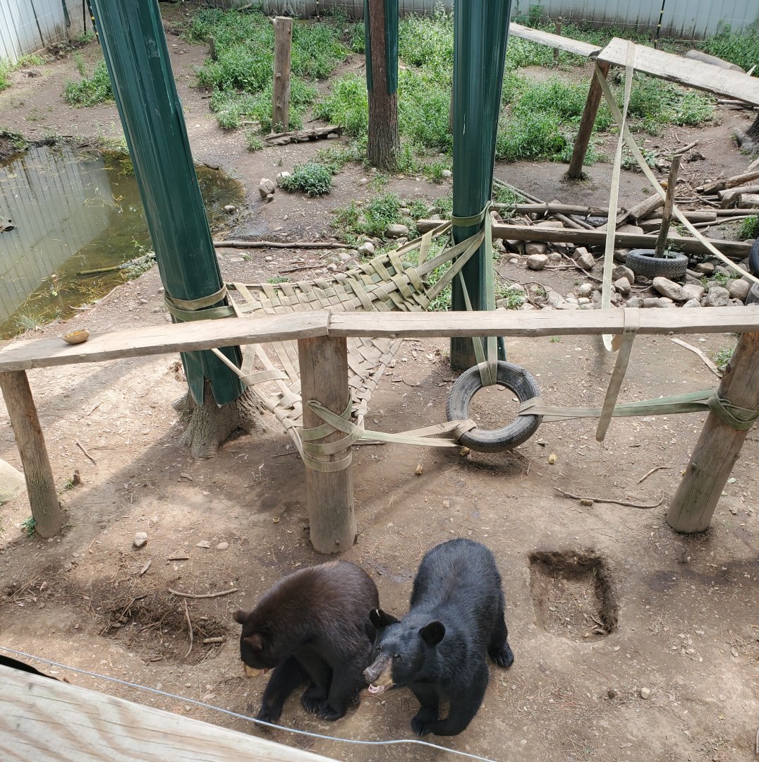 Adirondack Wildlife Refuge (2021) - American Black Bears