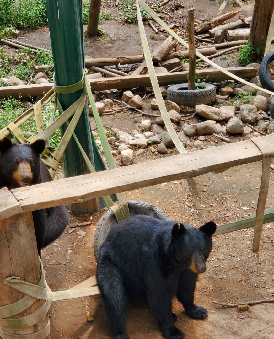 Adirondack Wildlife Refuge (2021) - American Black Bears