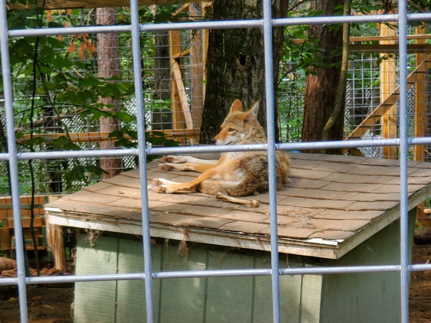 Adirondack Wildlife Refuge (2021) - Eastern Coyote