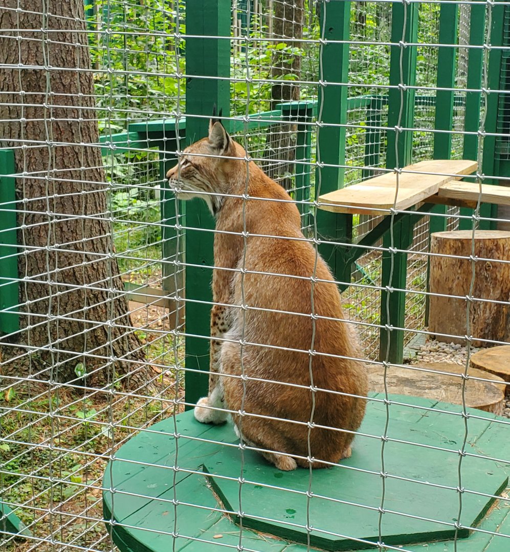 Adirondack Wildlife Refuge (2021) - Eurasian Lynx