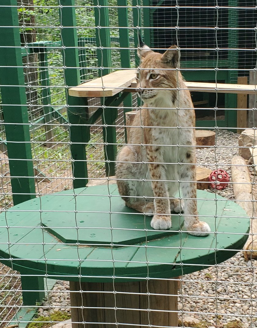 Adirondack Wildlife Refuge (2021) - Kayla the Eurasian Lynx