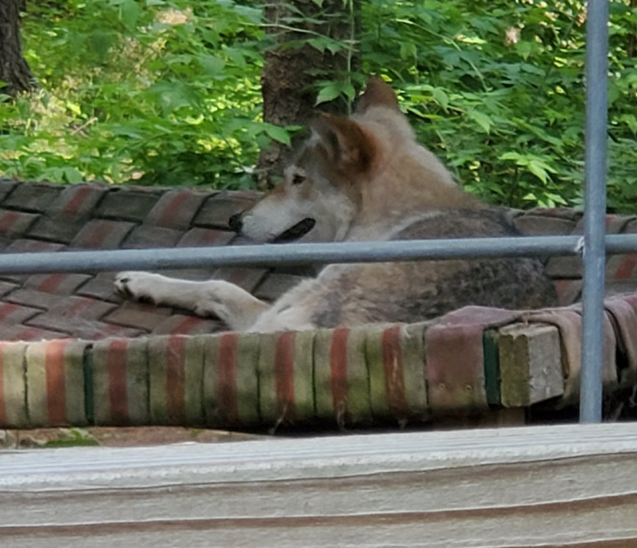 Adirondack Wildlife Refuge (2021) - Wolf