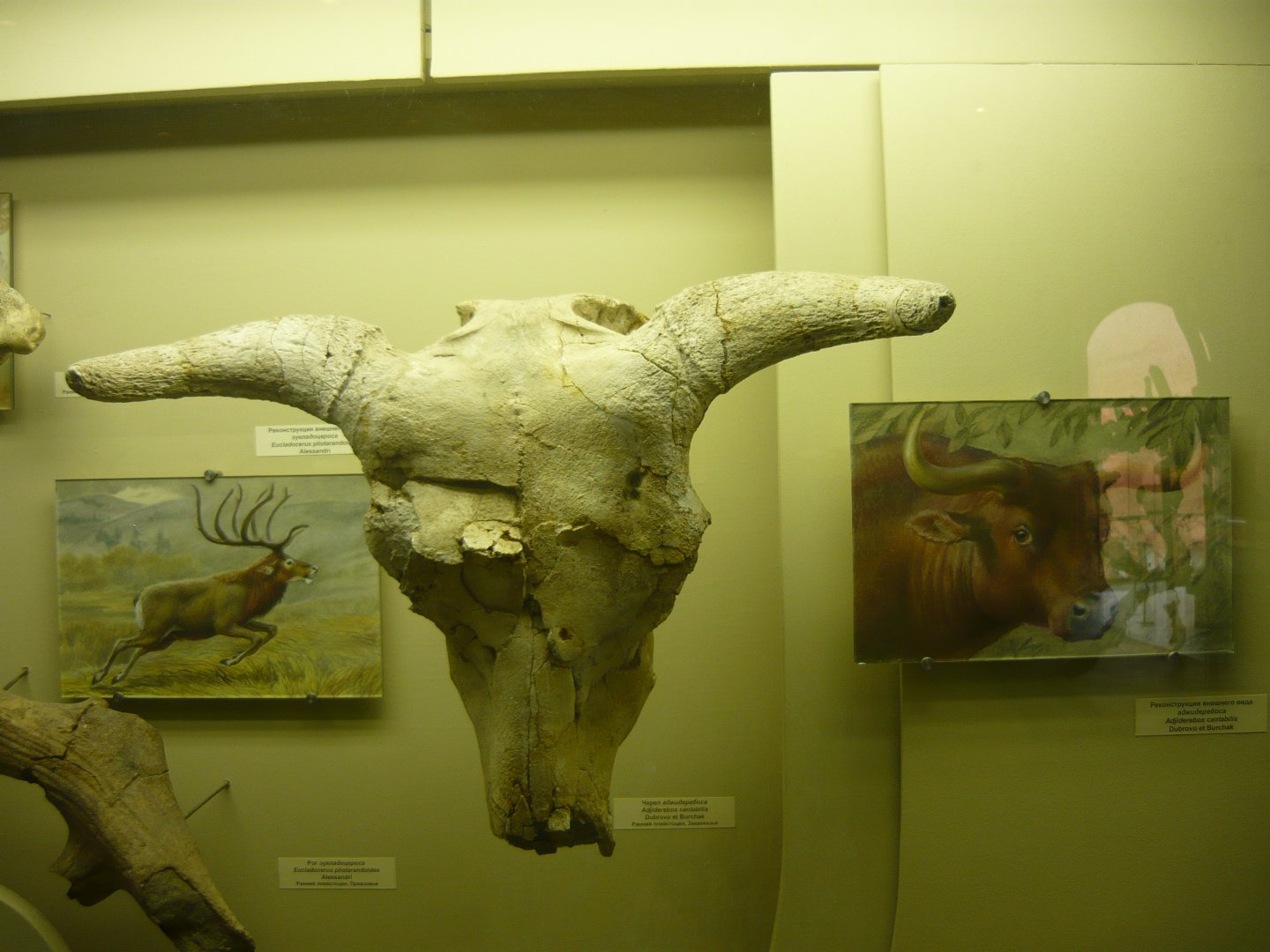 Adjiderebos cantabilis skull