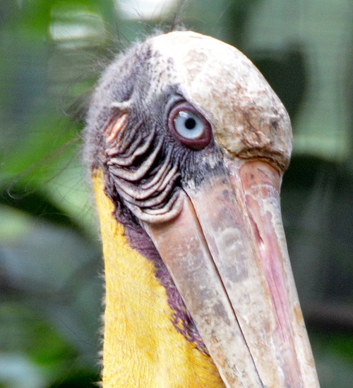 Adjutant stork portrait