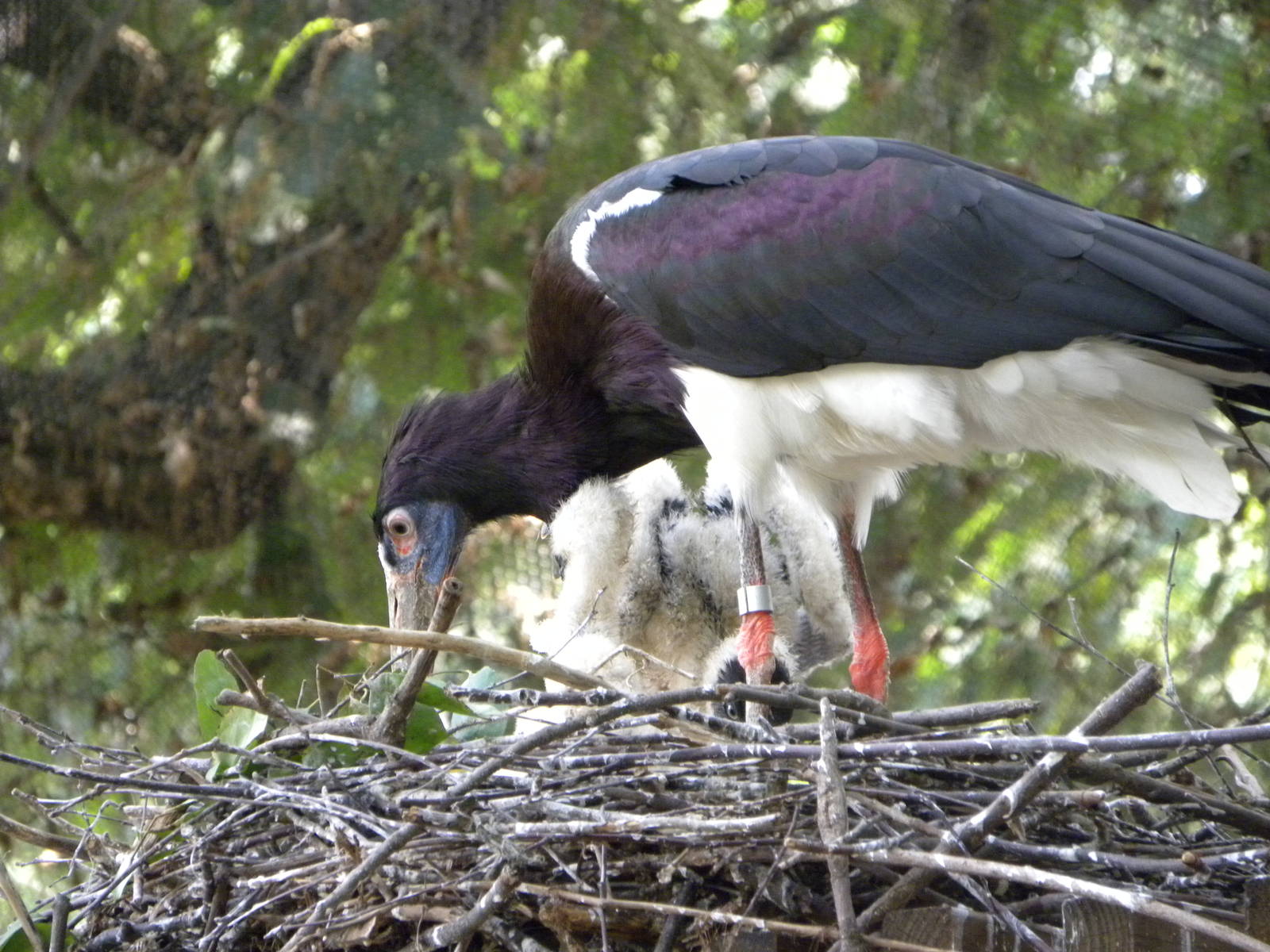 Admin's Stork chicks