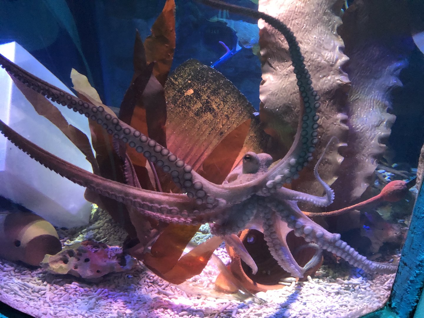 Admiral Ackbar at SEA LIFE Scarborough (September 2022)