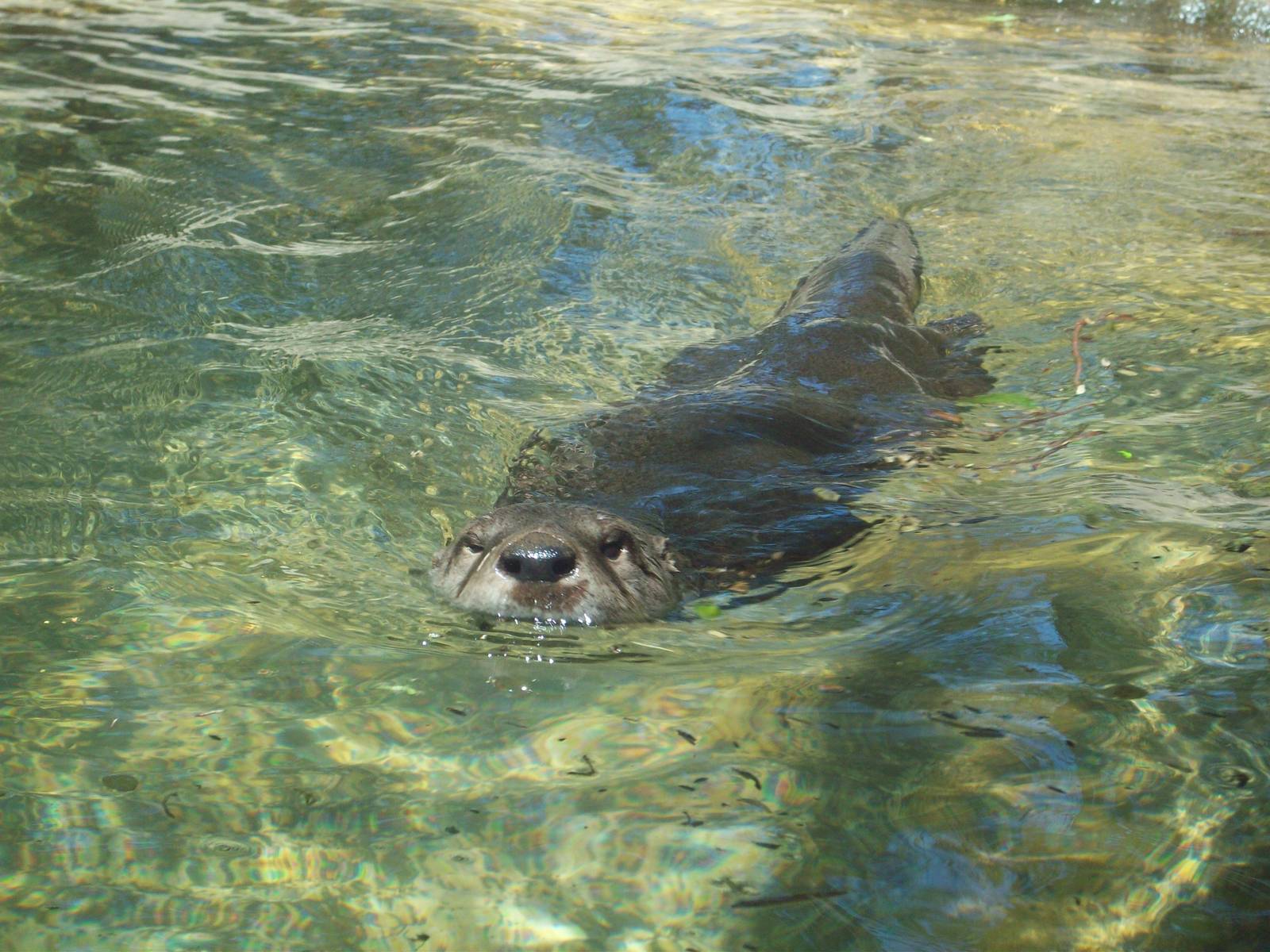 Admiral swimming your way!