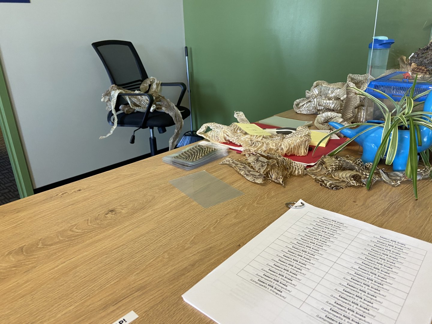 Admissions Desk, Loved the Snake Skins!