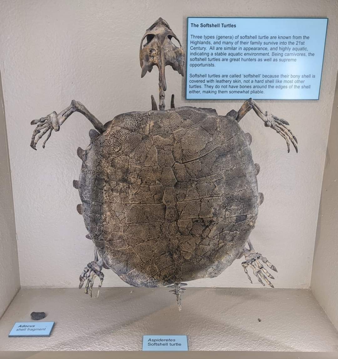 Adocus sp. shell fragment and Aspideretes sp. skeleton (right)