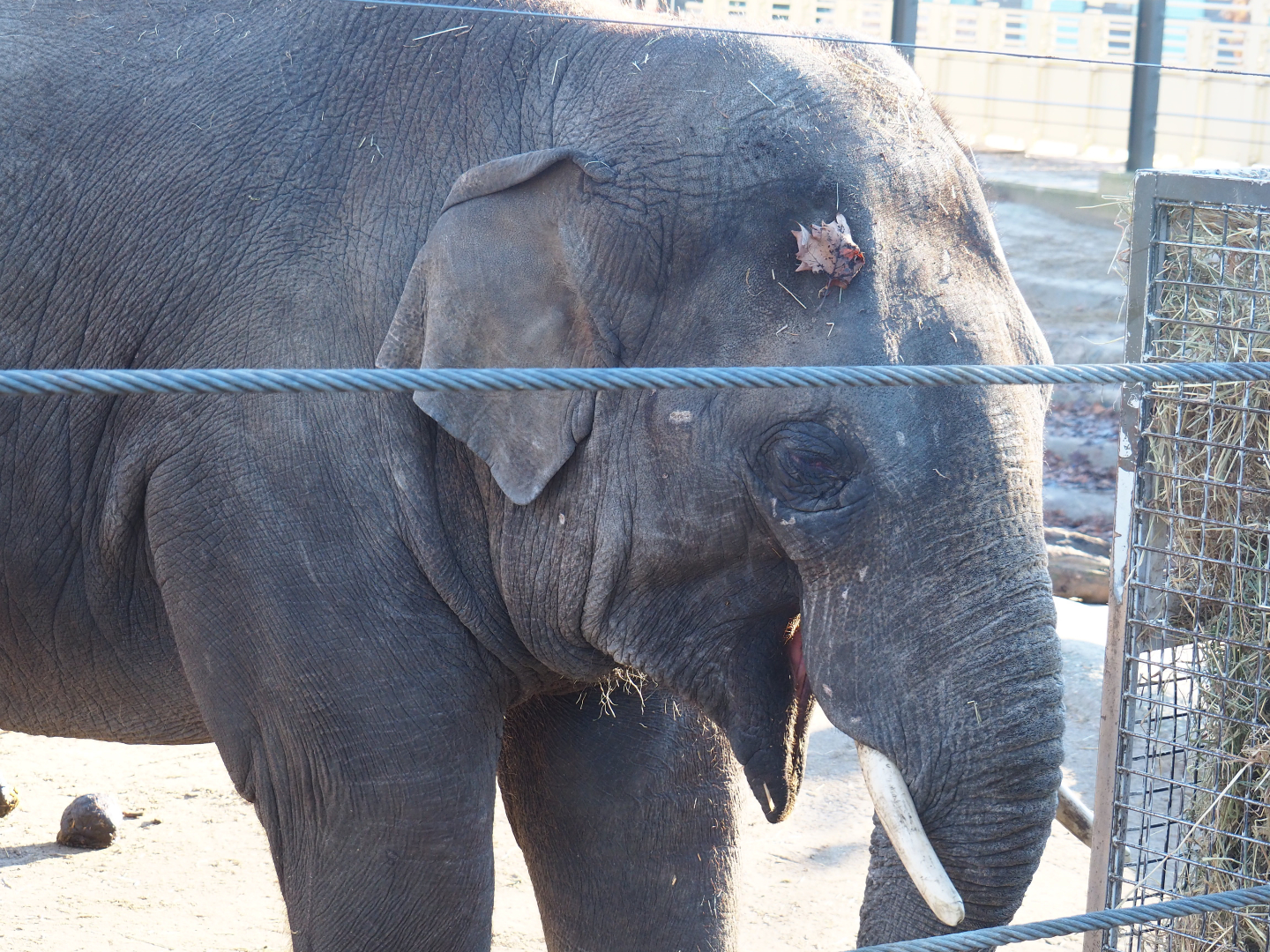 Adolescent Asian elephant bull (Elephas maximus), 2019-12-30