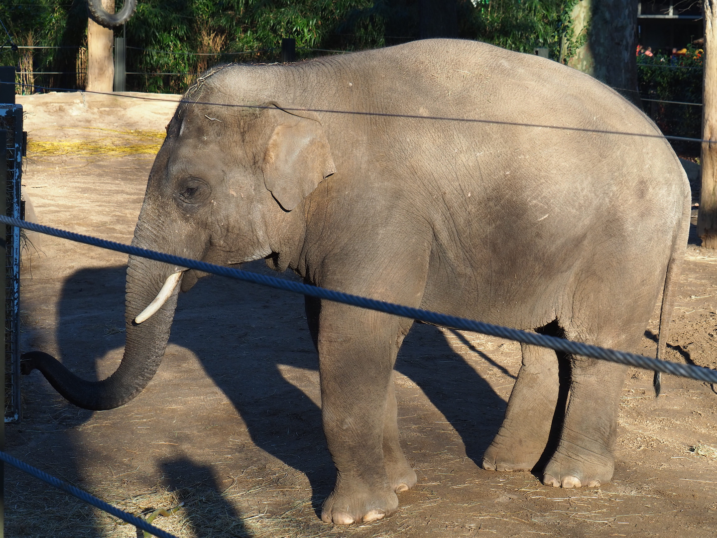 Adolescent Asian elephant bull (Elephas maximus), 2019-12-30