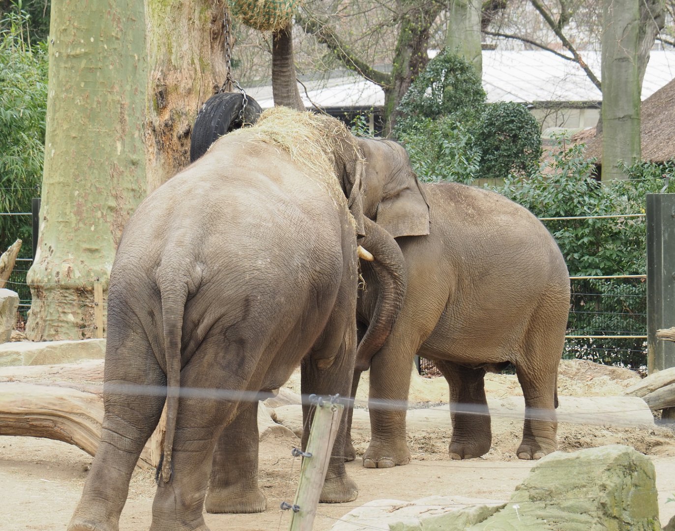 Adolescent Asian elephant bulls (Elephas maximus), 2022-03-16