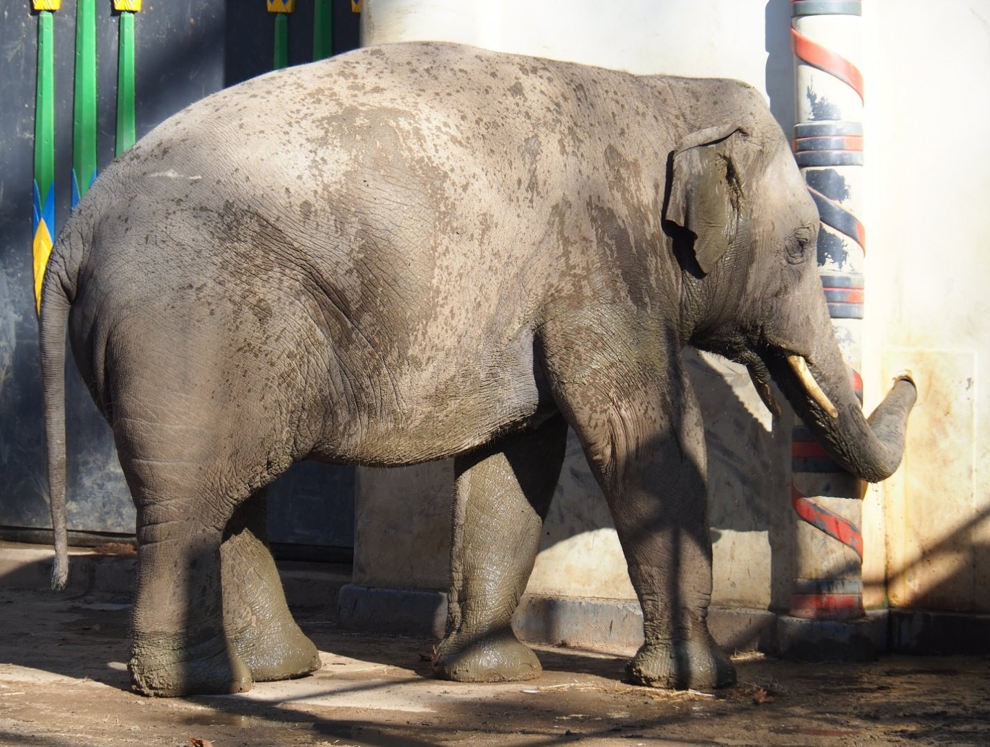 Adolescent Asian elephant (Elephas maximus) bull Assam (Feb 27th, 2019)
