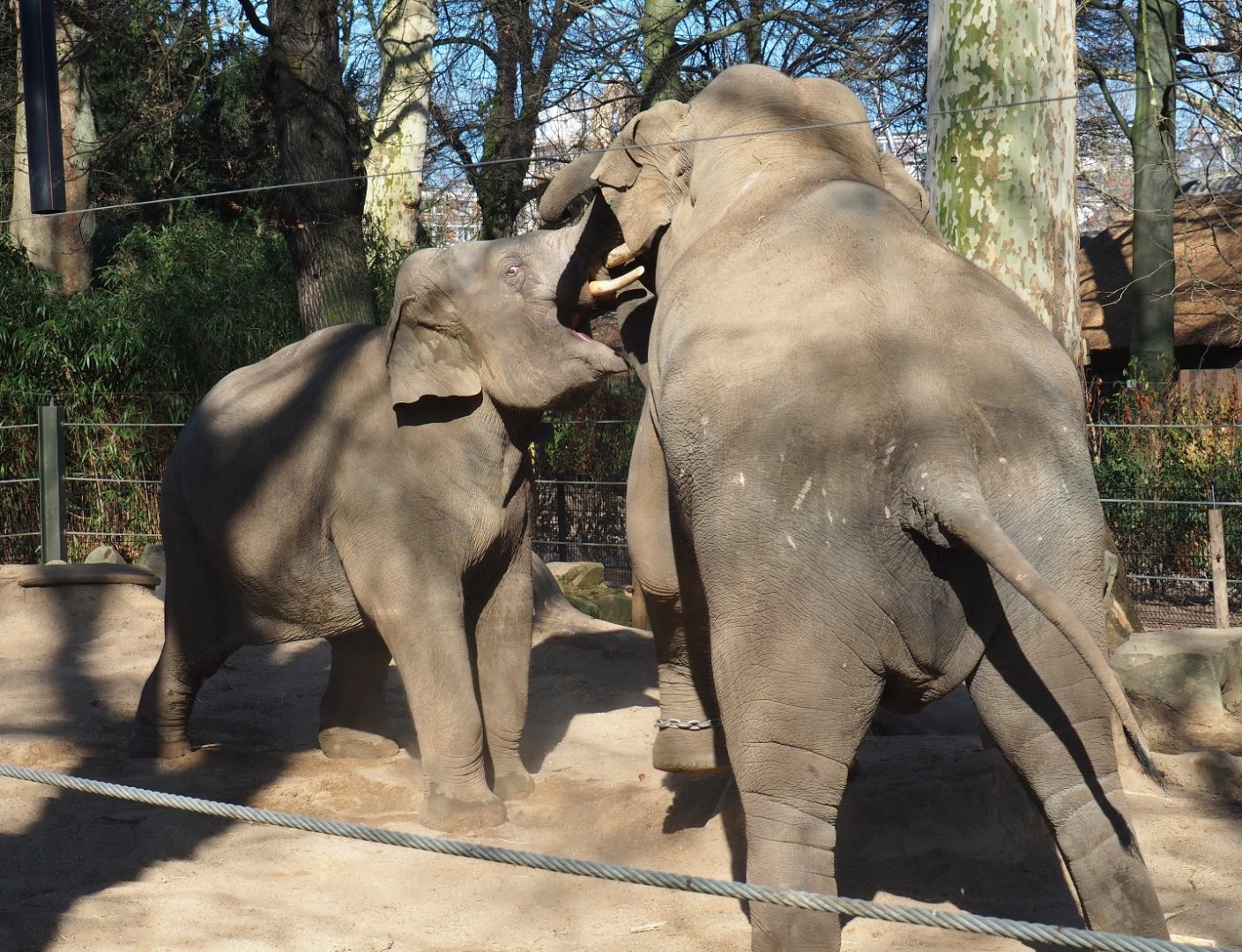 Adolescent Asian elephant (Elephas maximus) bulls Assam and Ming Jung having a conflict (Feb 27th, 2019)