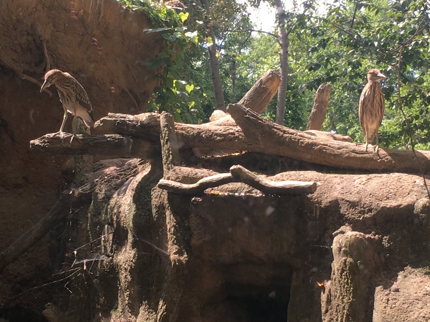 Adolescent Black-Crowned Night Herons