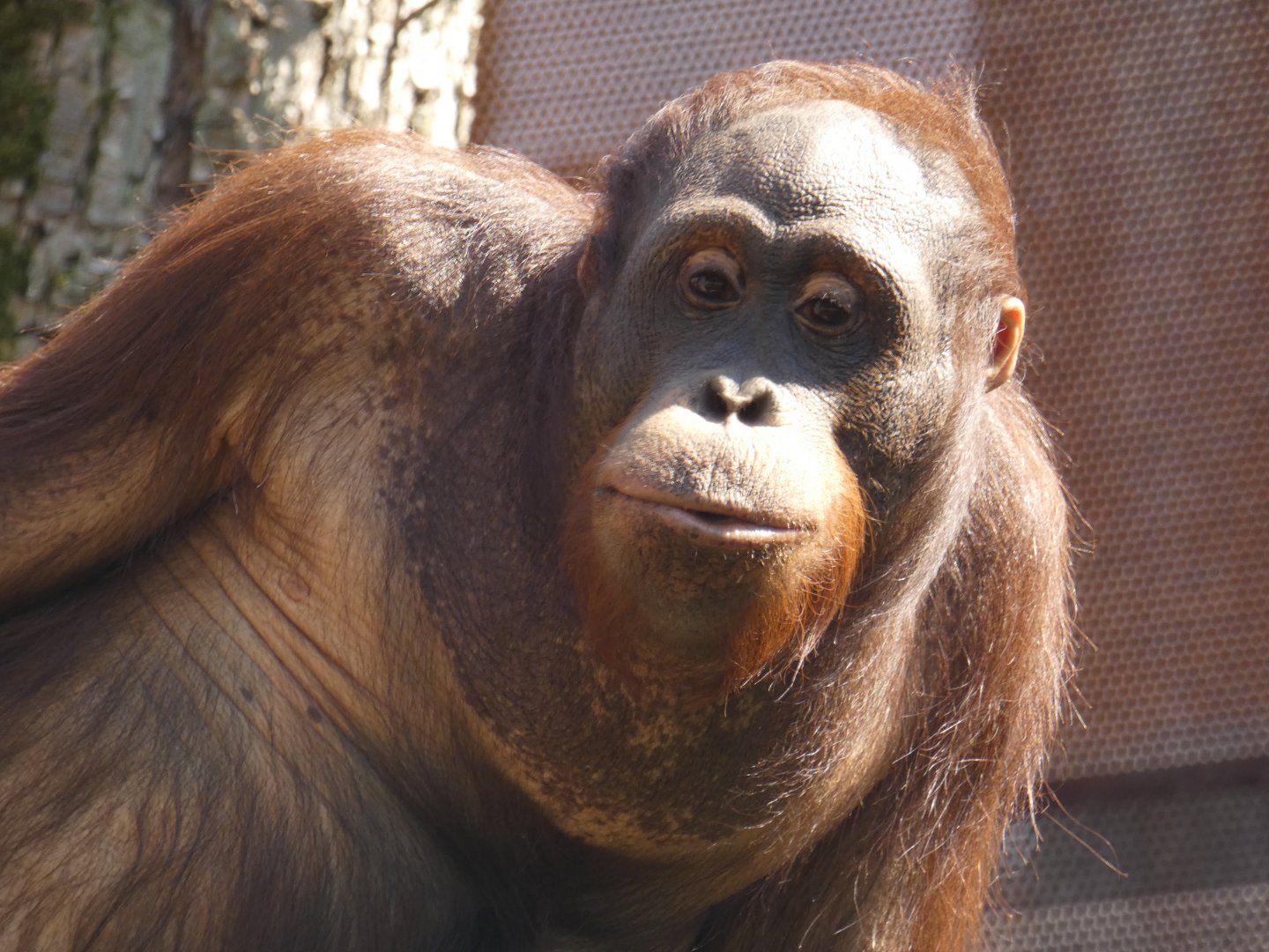 Adolescent Bornean Orang-utan male