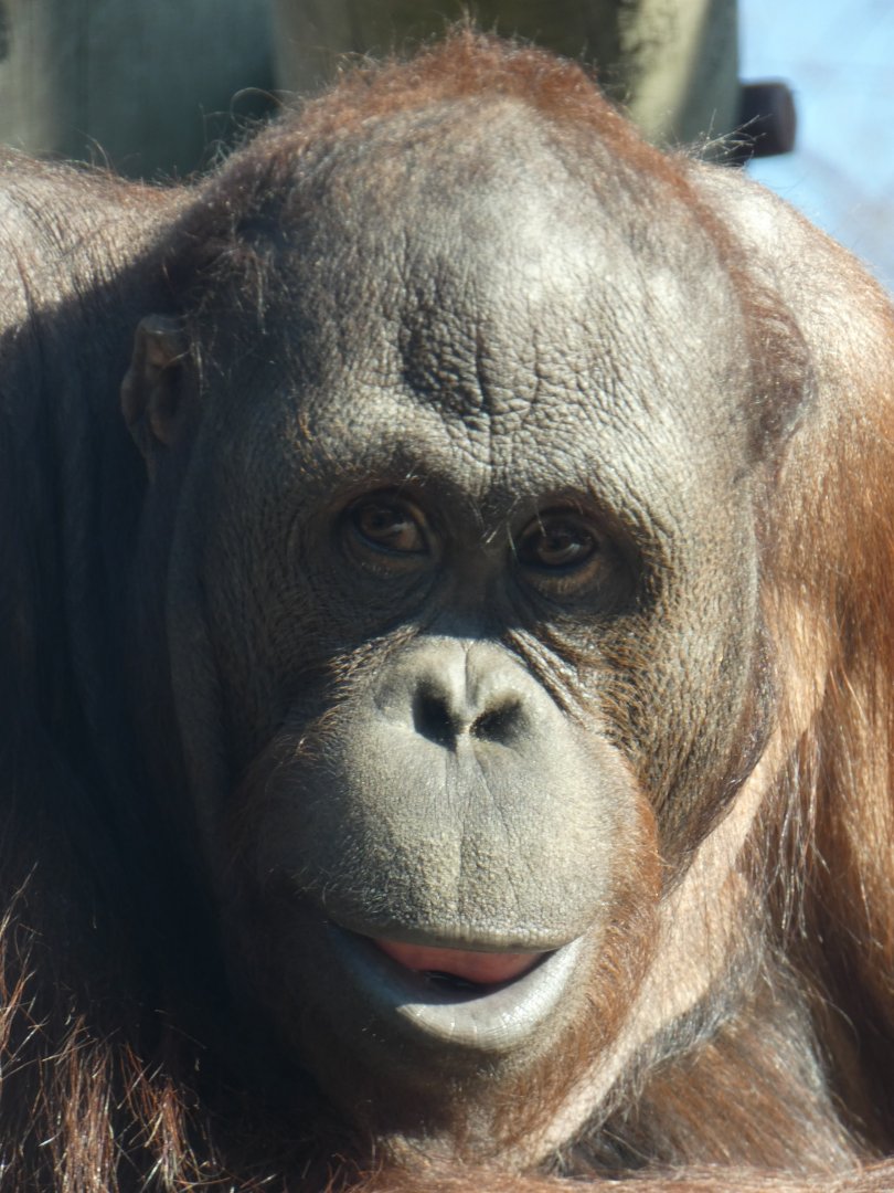 Adolescent Bornean Orang-utan