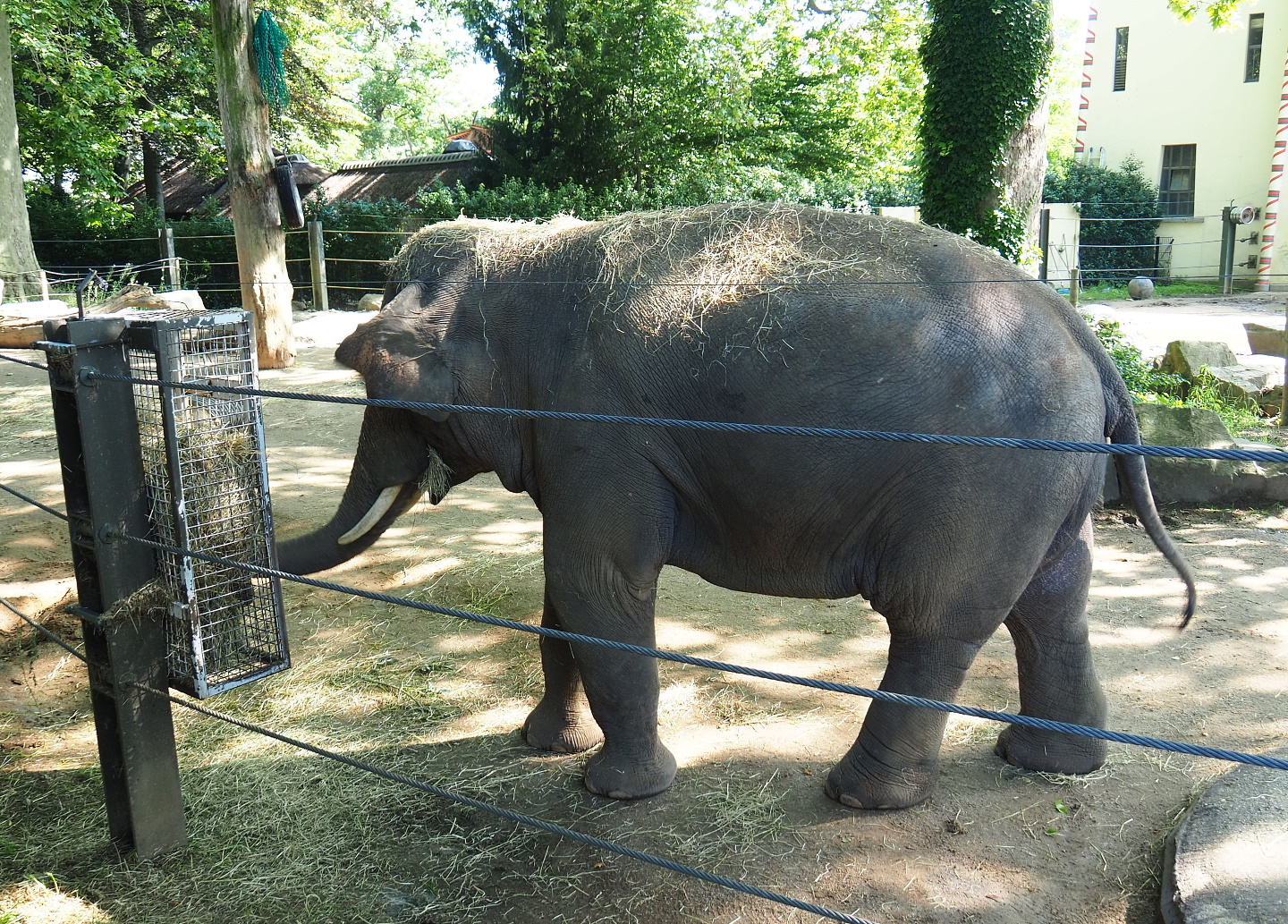 Adolescent bull Asian elephant (Elephas maximus), 2021-07-17