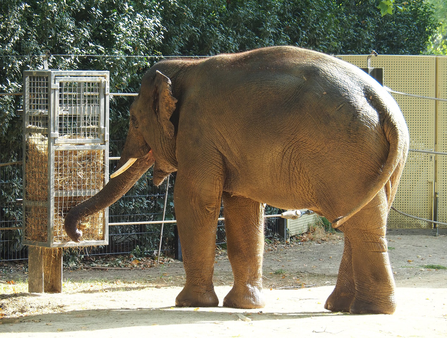Adolescent bull Asian elephant (Elephas maximus), 2022-08-16