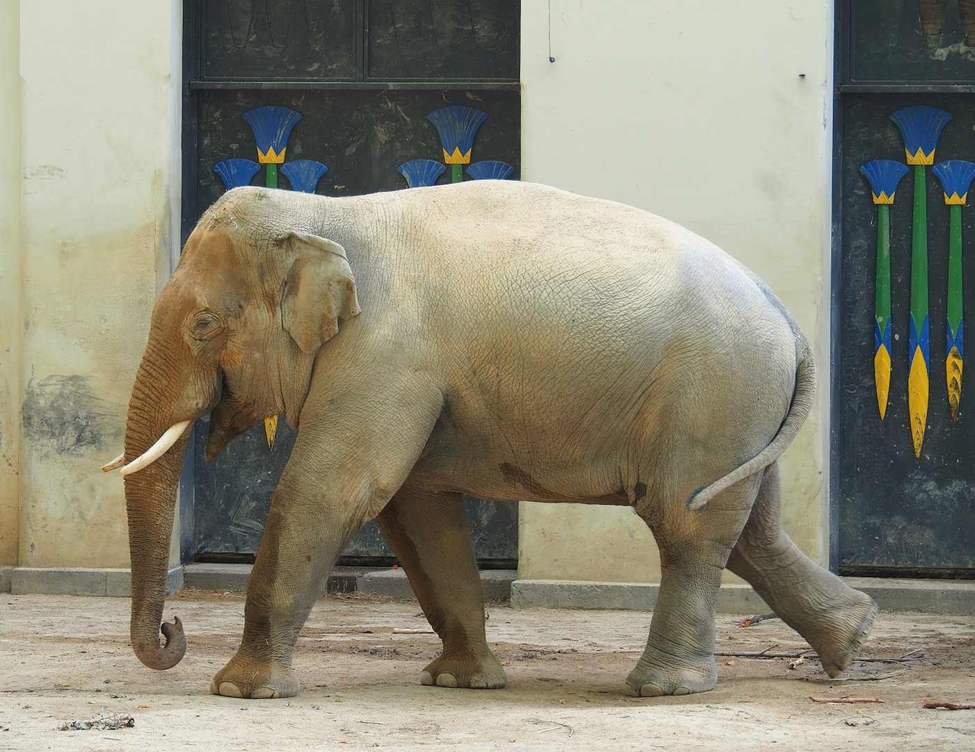 Adolescent bull Asian elephant (Elephas maximus), 2022-08-16