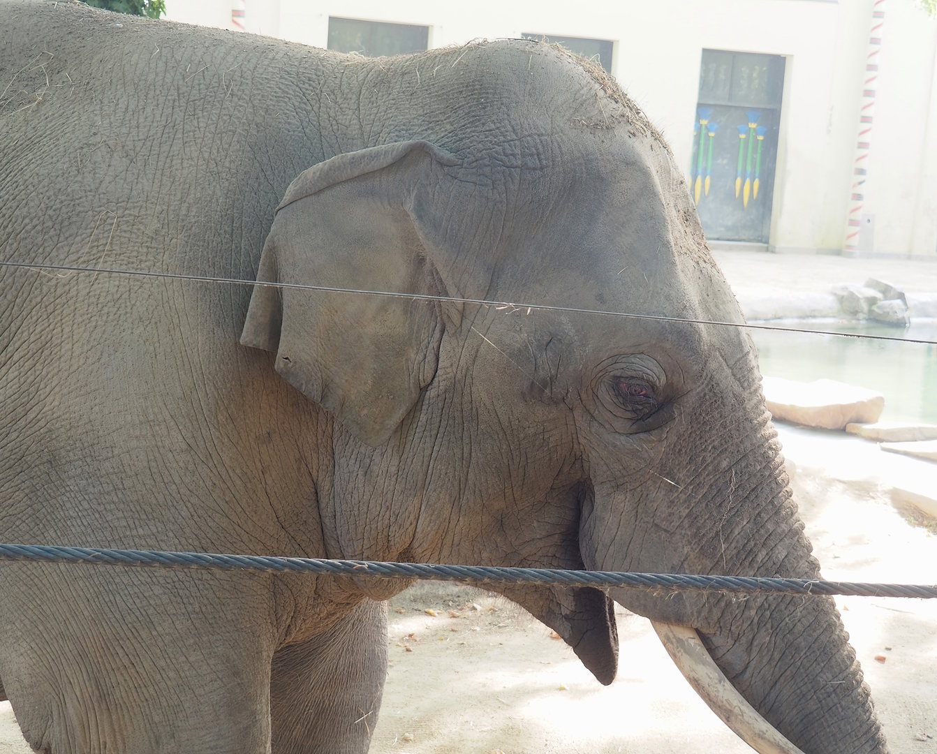 Adolescent bull Asian elephant (Elephas maximus), 2022-09-04