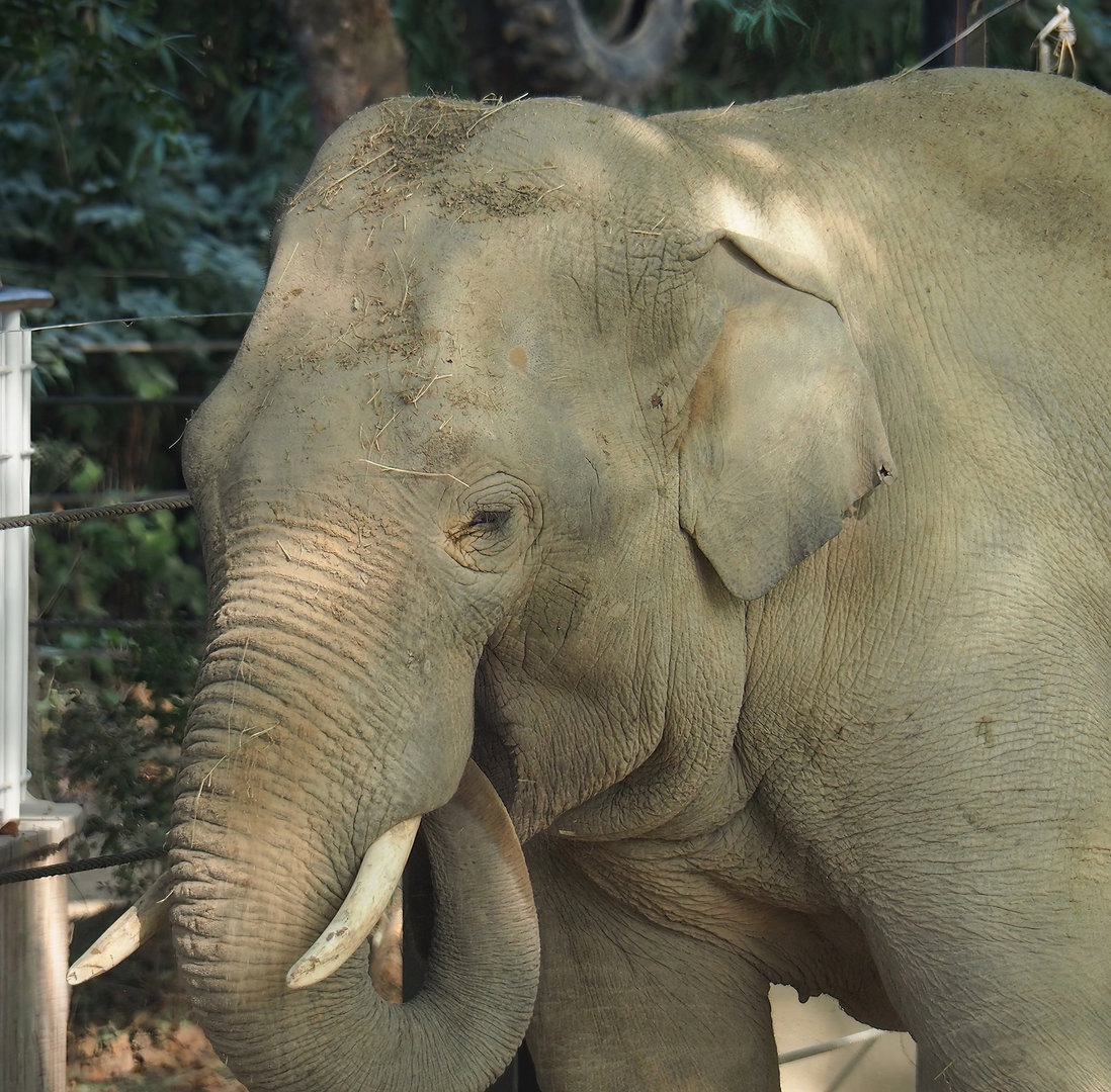 Adolescent bull Asian elephant (Elephas maximus), 2022-09-04