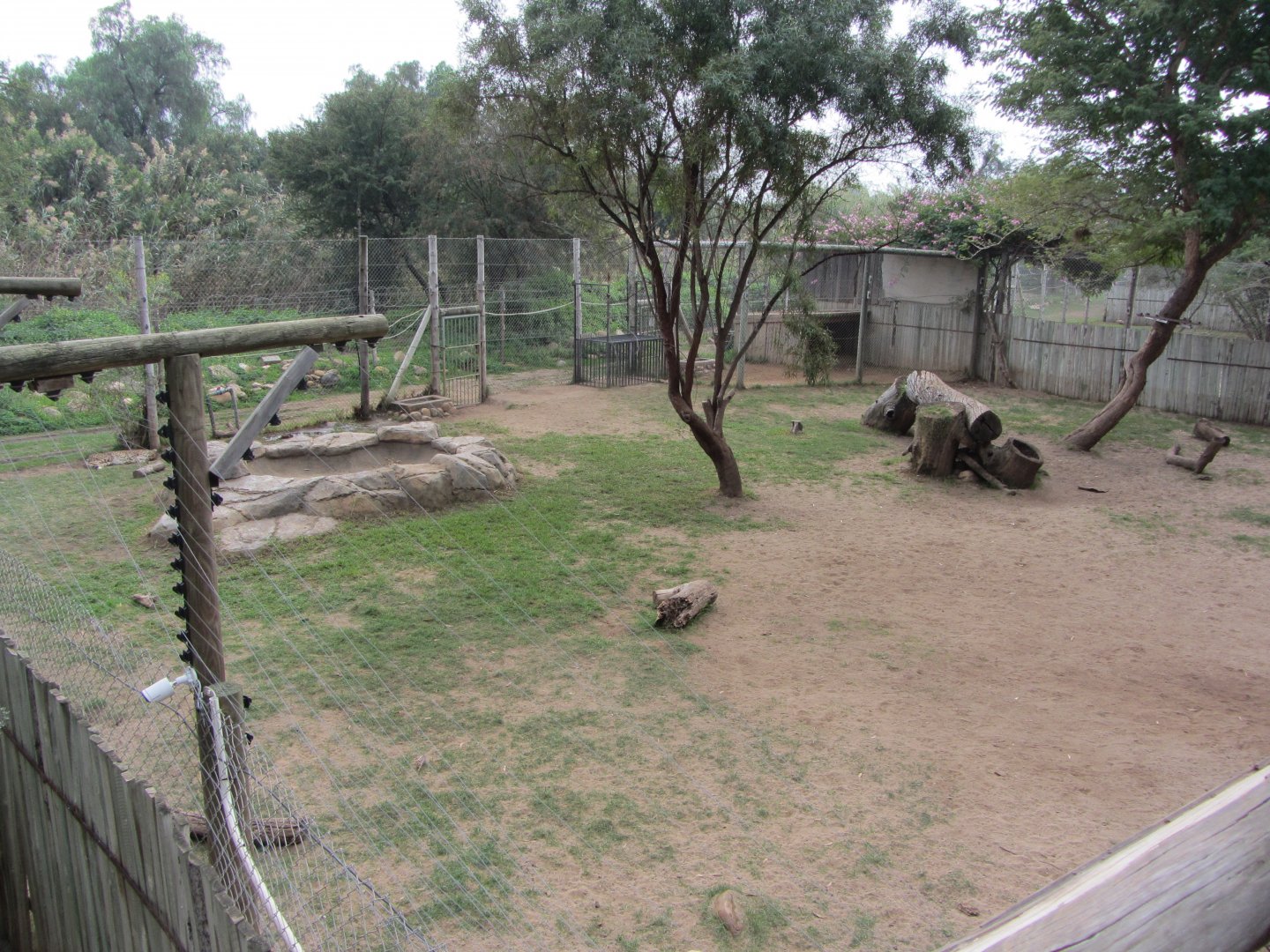 Adolescent Cheetah Exhibit