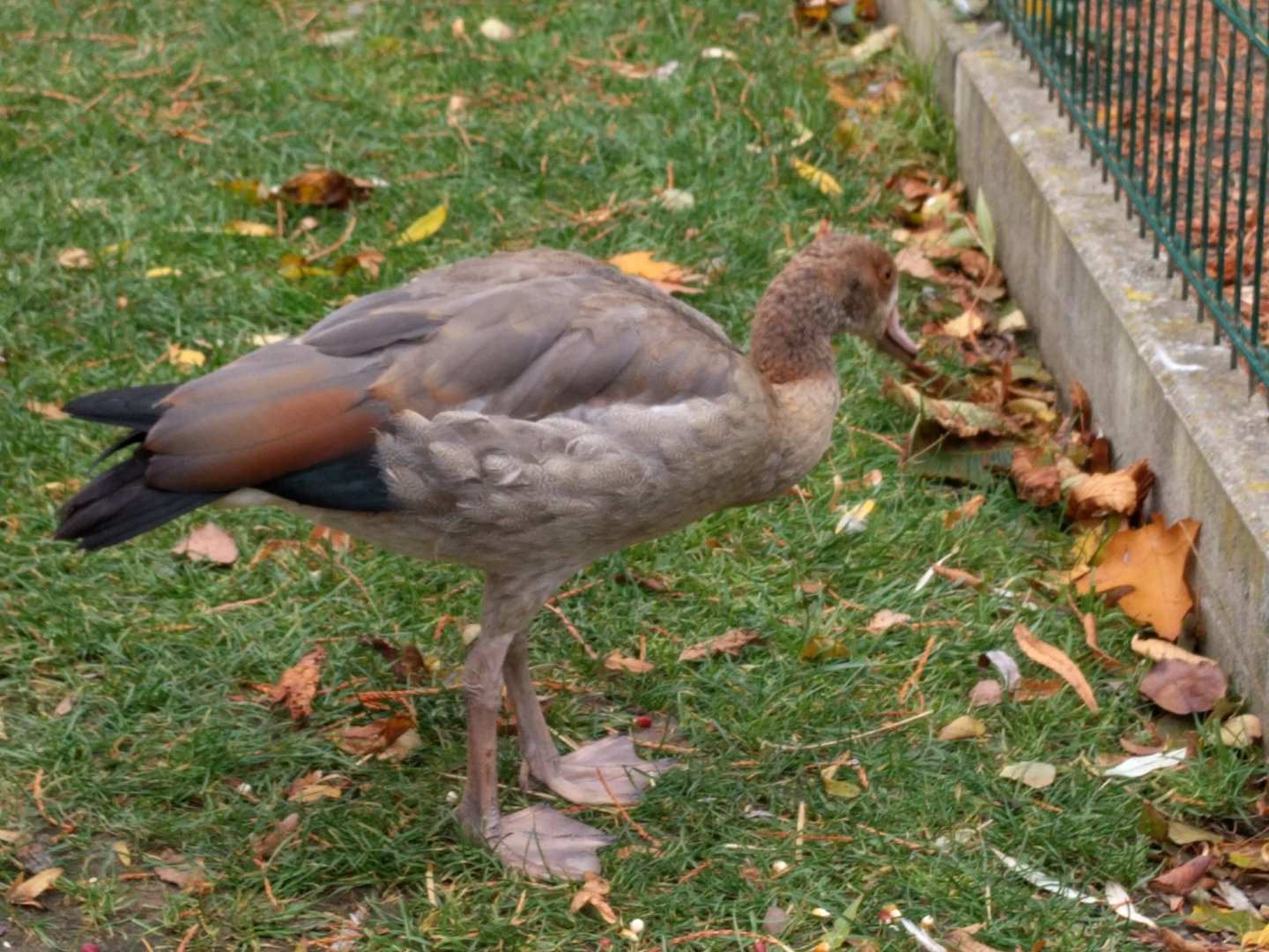 Adolescent Egyptian Goose