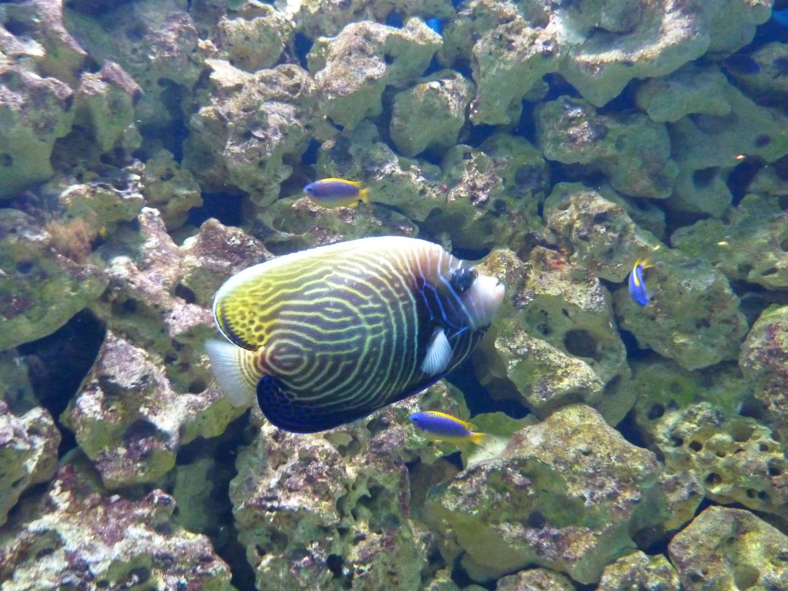 Adolescent emperor angelfish