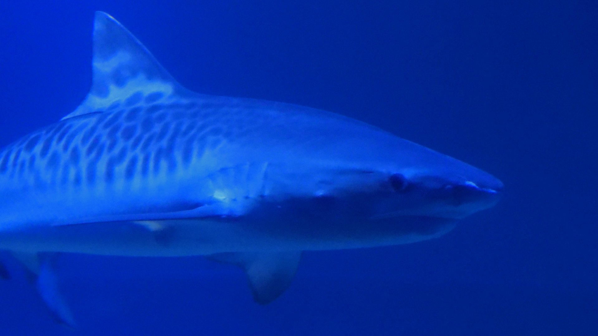 Adolescent Galeocerdo cuvier