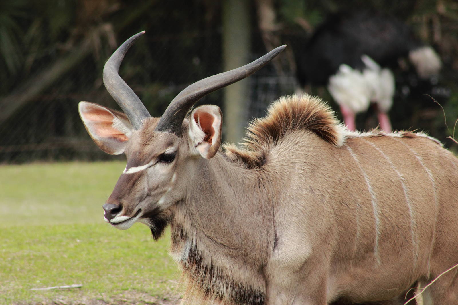Adolescent Greater Kudu