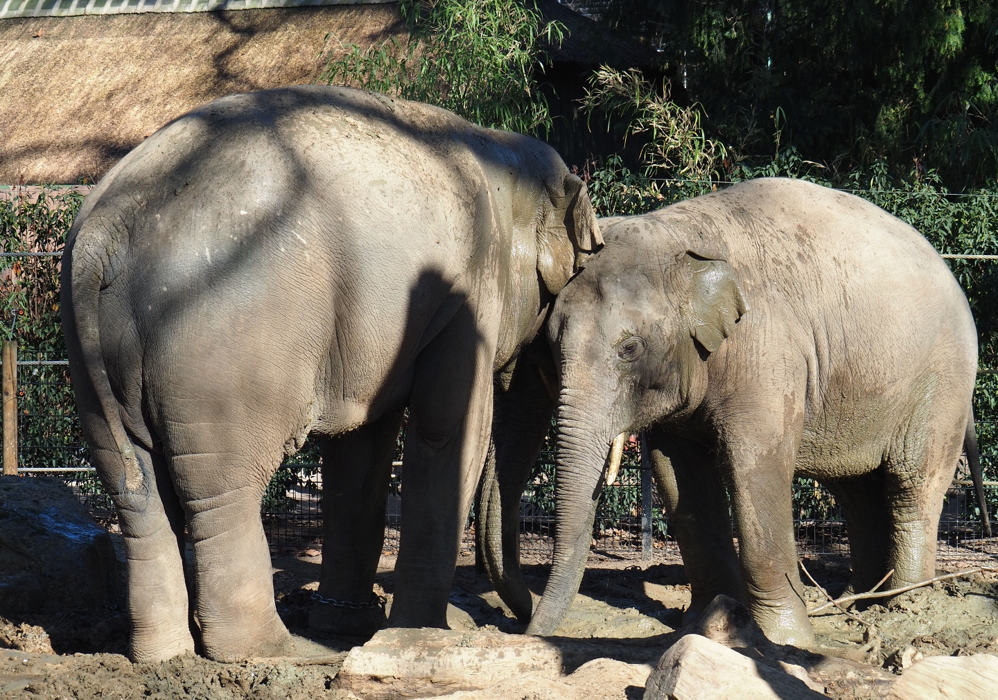 Adolescent male Asian elephants (Elephas maximus) Ming Jung and Assam at Antwerp (Feb 27th, 2019)